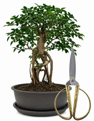 Productafbeelding van Bonsai-startset, Chinese Ulme, 30 cm, 3-delig met schaar