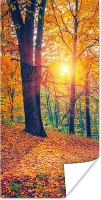 Produktbild von MuchoWow® Poster Bäume - Herbst - Wald - Herbstliche Blätter 60x120 cm - Wandschmuck