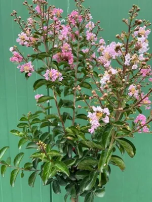 Produktbild von Hochstamm Chinesische Kräuselmyrte Sioux - Lagerstroemia indica Sioux