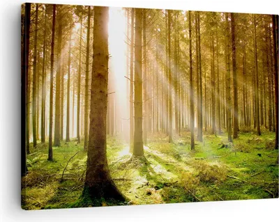 Produktbild von Bild auf Leinwand - Leinwandbild - Bäume Sonne Natur - 70x50cm - Wand Bild - Wanddeko - Wandbilder - Leinwanddruck - Bilder - Kunstdruck - Wanddekoration - Leinwand bilder - Wandkunst - AA70x50-0156