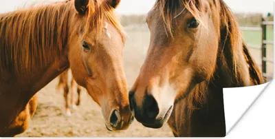 Produktbild von MuchoWow® Poster Pferd - Strand - Tiere 40x20 cm - Poster für die Wand - Poster Schlafzimmer