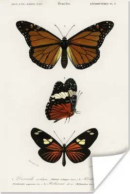 Produktbild von MuchoWow® Poster Schmetterling - Vintage - Insekten 80x120 cm - Papierdruck
