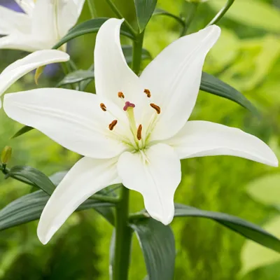 Image de Lys asiatique Iceman 1 pièce Lys bulbes de lys bulbes à fleurs