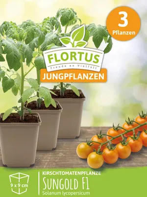 Artikelbild 6 von 'Kirschtomatenpflanze Sungold F1' aus der Kategorie Kirschtomatenpflanzen