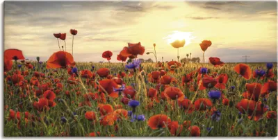 Produktbild von ARTland Leinwandbild Mohnblumen Größe: 40x20 cm