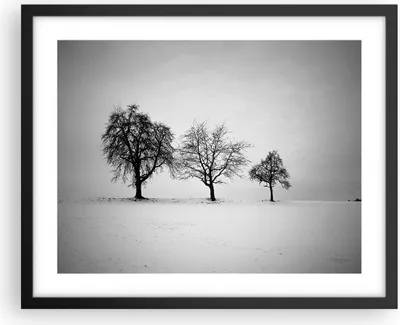 Produktbild von Gerahmtes Poster - Schwarzer Rahmen - Winter Bäume Schnee - 50x40 cm - Wand Bild - Wanddeko - Wandbilder - Kunstposter - Wandposter - Bilderrahmen - Bilder - Kunstdruck - P2BAA50x40-4958
