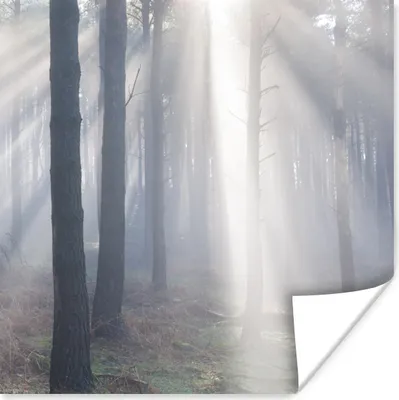 Produktbild von MuchoWow® Poster Sonnenstrahlen leuchten in einem Wald 100x100 cm - Babyzimmer
