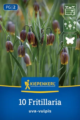 Produktbild von Kiepenkerl Fuchstraube Fritillaria uva-vulpis 10 Zwiebeln
