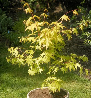 Produktbild von Fächerahorn ´SUMMER GOLD´ 90-100 cm, Cont. 7,5 l
