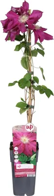 Immagine prodotto di Clematide Ernest Markham 30–50 cm – Clematide rampicante a fiore grande rosso | Clematide per giardino e balcone