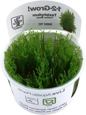 Productafbeelding van Aquarium Mos - Waterplant Sierplant - Aquarium Inrichting - Zacht Sierlijk Hangend - Niet Gespecificeerd - Groen