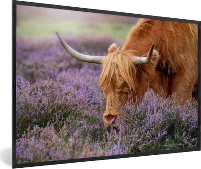 Produktbild von MuchoWow® MuchoWow® Gerahmtes Poster Schottisches Hochlandrind - Tiere - Heide 30x20 cm - Poster mit zchwarzem Bilderrahmen - Kunstdruck - Bild-Poster
