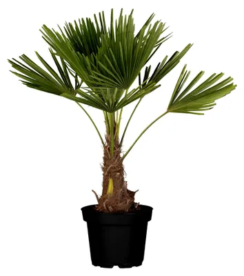 Produktbild von Hanfpalme, winterhart bis -10°C - Höhe ca. 100-120 cm, Topf ca. 10 l - Trachycarpus Fortunei
