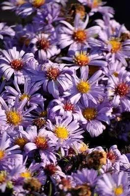 Produktbild von 6 x Aster dum. 'Lady In Blue' - Herbstaster - Topf 9 x 9 cm