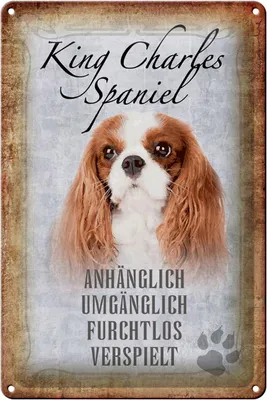 Produktbild von Blechschild Spruch 20x30cm King Charles Spaniel Hund