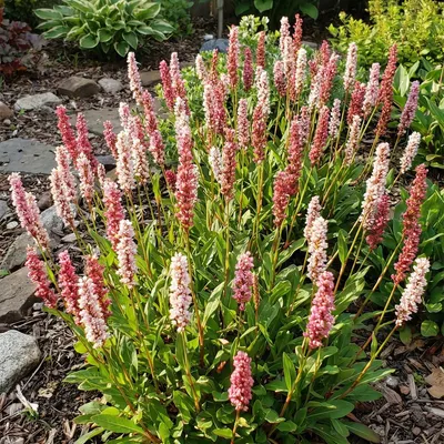 Zdjęcie produktu dla Bloomique - Zestaw 3 szt. - Persicaria 'Darjeeling Red' - Rdest - Obficie kwitnący - Odporny na zimę - Bylina - Wysokość 10-20 cm - Doniczka 9 cm