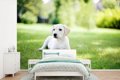Produktbild von MuchoWow® Fototapete für Wohnzimmer oder Schlafzimmer Wandtapete Vinyl Motivtapete Labrador-Welpe im Garten - 525x350 cm - Das Hintergrundbild