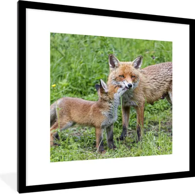 Produktbild von MuchoWow® Gerahmtes Poster Füchse - Kind - Gras 40x40 cm - Poster mit Schwarzem Bilderrahmen Wandposter Rahmen Foto Bilder - Poster - Plakat im Rahmen