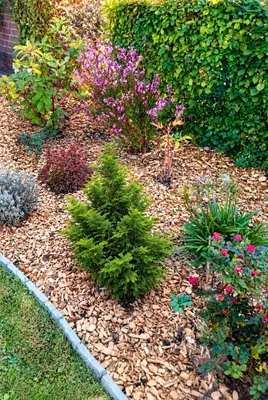 Produktbild von Chamaecyparis obtusa Nana Gracilis Muschelzypresse winterhart 30 - 35 cm