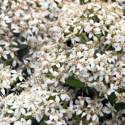 Produktbild von 2 x  Olearia haastii