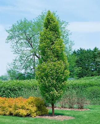 Produktbild von Carpinus betulus 'Lucas', Hainbuche, 80–100 cm