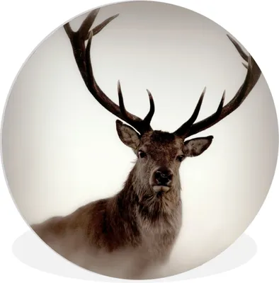 Produktbild von MuchoWow® Rundes Wandbild - Runde Bilder Porträt - Hirsch - Geweih Ø 30 cm Kreis Wanddekoration Kunststoff - Wandkreis - Wandschmuck - Schlafzimmer - Bilder - Der Kreis - Kunst für die Wohnung - Plastik - Kunstdruck - Wandbild