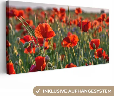 Produktbild von MuchoWow® - Leinwandbilder - Blumen - Mohnblumen - Natur - Rot, Wandbild, Wanddeko Bilder Wohnzimmer, 40x20 cm
