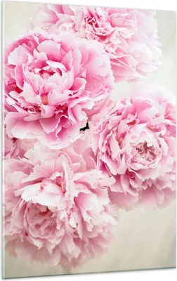 Produktbild von Bilder auf glas - Einteilig - Pfingstrosen Blumenstrauß Blumen - 50x70cm - Glasbilder - Wandbilder - Bilder - Wanddekoration aus Glas - Glas Bilder - Wandbild auf Glas - GPA50x70-4961