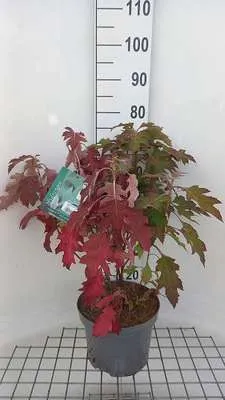 Produktbild von Hydrangea querc. 'Ice Crystal'® - Eichenblatthortensie 50- 60 cm Container