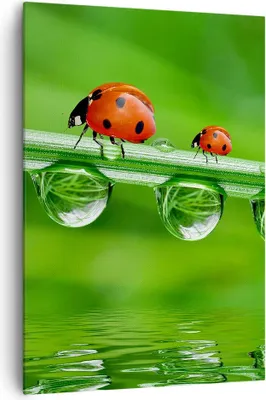 Produktbild von Bild auf Leinwand - Leinwandbild - Einteilig - Marienkäfer Wasser Grün Umwelt - 70x100cm - Wand Bild - Wandbilder - Leinwanddruck - Wanddekoration - Leinwand bilder - Wandbild - PA70x100-2661