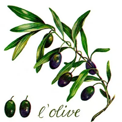 Produktbild von Braun & Company Servietten l'Olive, 33 x 33 cm - 20er Pack