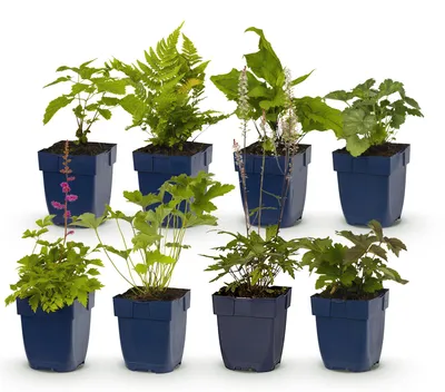 Produktbild von Green boutiQ - Stauden - Beetpaket - Schatten - Verschiedenes - Arten und Farben - 6 Pflanzen - Topf 11cm - Höhe 15-25cm