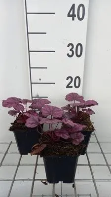 Image de 6 x Heuchera hybr. 'Wild Rose' - Luzule pourpre - Pot 9 x 9 cm