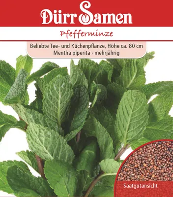 Produktbild von Pfefferminze | Pfefferminzsamen von Dürr Samen [MHD 12/2024]