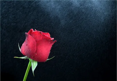Produktbild von Wallario Fototapete Vliestapete, seidenmatte Oberfläche, einfache Verarbeitung, Größe 350 x 245 cm, Motiv Rose vor dunklem Hintergrund