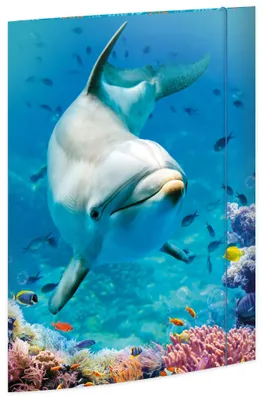 Produktbild von Roth Tierische Zeichenmappen A3 Dolphin