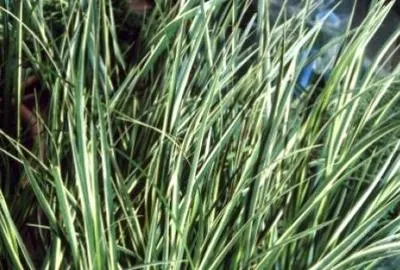 Zdjęcie produktu dla 6 x Acorus cal. 'Variegatus' - tatarak pstrokaty - doniczka 9 x 9 cm