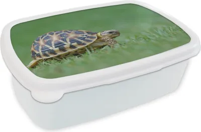 Produktbild von KitchenYeah® Lunchbox Brotzeit Brotdose 17x11 cm Schildkröte im Gras Kinder Brotzeitdose - Lunch Box - Kinder - Sandwich-Box - Schulbox - Lunch Boxen