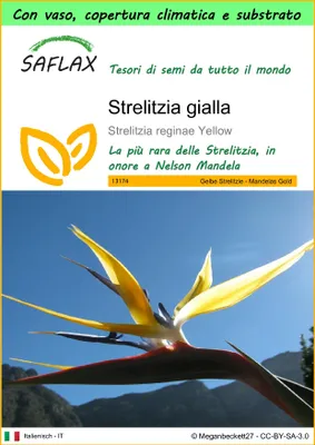 Immagine prodotto di SAFLAX Garden to go - Strelitzia gialla - 4 semi - Strelitzia