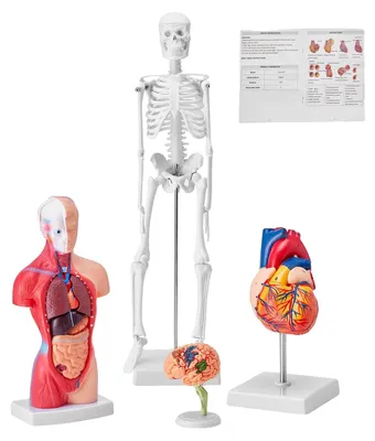 Produktbild von VEVOR Menschliches Skelettmodell für Anatomie, 1820 mm Lebensgröße, Genaues PVC-Anatomie-Skelettmodell mit Bändern, Beweglichen Armen, Beinen & Kiefer, mit Muskelursprung & Ansatzpunkten, für Professionelle Lehre, Kombinationsset, 4-b
