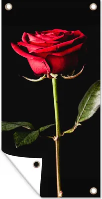 Produktbild von MuchoWow® 80x160 cm Outdoor-Poster Gartendeko Sichtschutz Garten Poster für den Garten  Eine rote Rose auf schwarzem Hintergrund