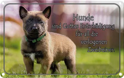 Produktbild von vianmo Blechschild 20x30 cm Hunde sind Gottes Entschädigung Tier Haustier Hund