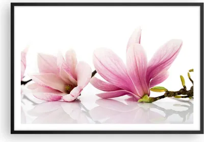Produktbild von Gerahmtes Poster - Schwarzer Rahmen - Magnolie blume natur pflanze - 91,5x61 cm - Wand Bild - Wanddeko - Wandbilder - Wandposter - Bilderrahmen - Bilder - Kunstdruck - Wandbild - P2BAA91x61-2641
