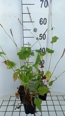 Immagine prodotto di 6 x Persicaria ampl. 'Pink Mist' - Nodo delle candele - vaso 9 x 9 cm