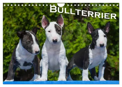 Produktbild von Bullterrier (Wandkalender 2027 DIN A4 quer), CALVENDO Monatskalender