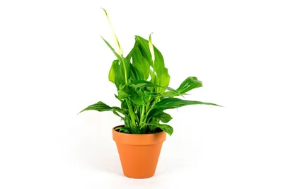 Obrázek produktu pro Gardners Spathiphyllum, průměr 12-13 cm