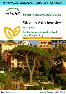 Obrázek produktu pro SAFLAX Dárková sada - Středomořská borovice - Pinus pinea - 6 Semena - S dárkovou krabičkou, přepravním štítkem, dárkovou kartou a pěstebním médiem
