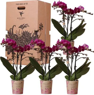 Obrázek produktu pro Prekvapivá krabicka s orchidejemi (prumer 9cm) - sada nenárocných rostlin pro