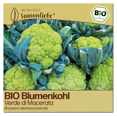 Produktbild von Samenliebe  Blumenkohl Samen | Verde di Macerata - grün - samenfestes  Saatgut