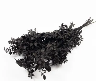 Produktbild von INNA-Glas Ruscus Trockenzweige AGNIATA, schwarz, 70-75cm, Ø17cm - Getrocknete Zweige
